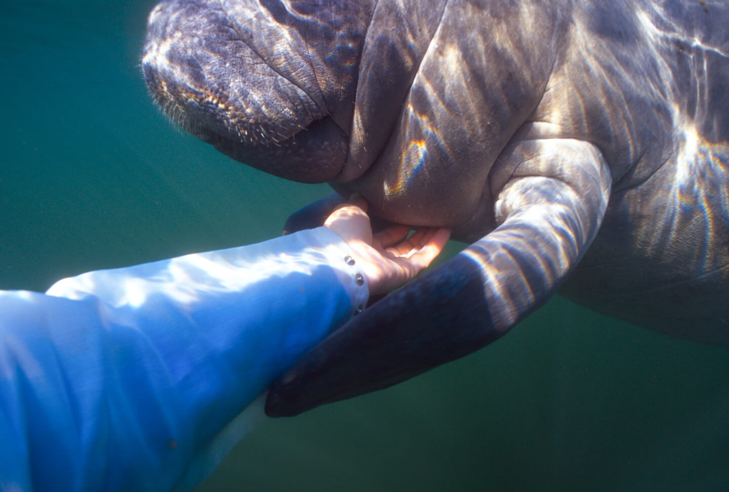 Florida Photo Gallery Sea for Yourself Snorkeling Safaris