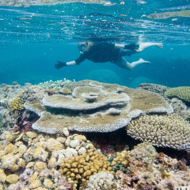 Snorkeling Hard Coral - Fiji