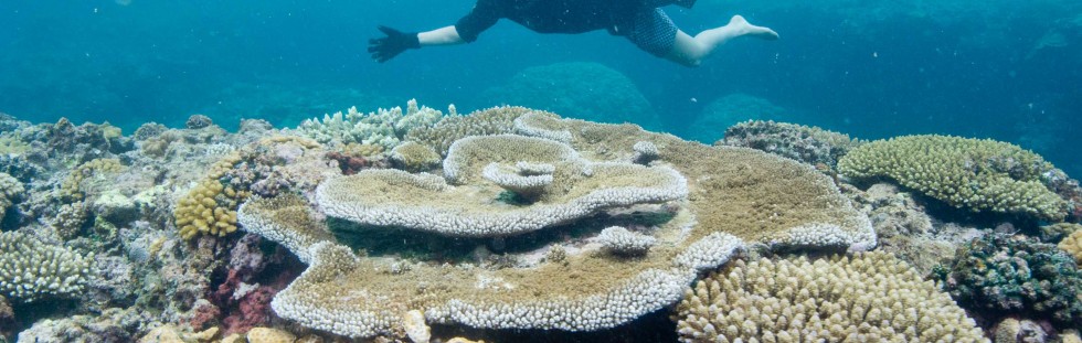 Snorkeling Hard Coral - Fiji