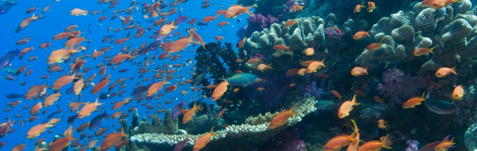 Anthias - Fiji