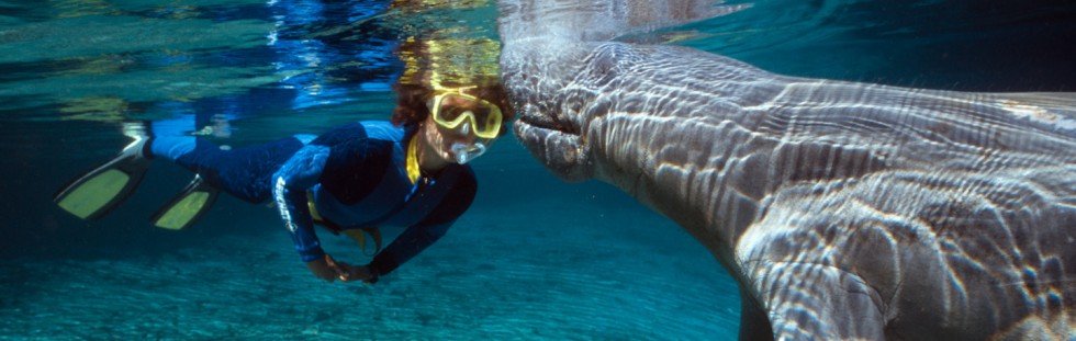 Friendly Manatee - Florida