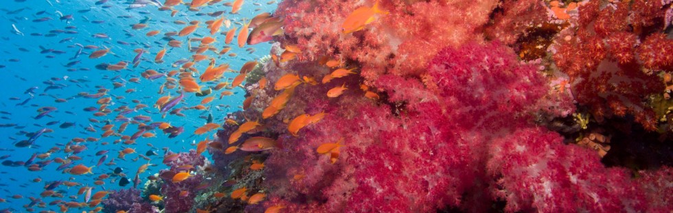 Shallow Soft Coral - Fiji