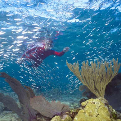 Snorkeling Silver Sides - Belize
