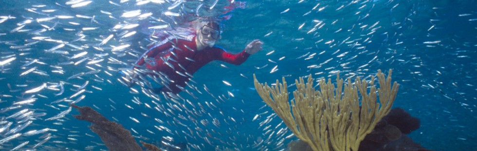 Snorkeling Silver Sides - Belize