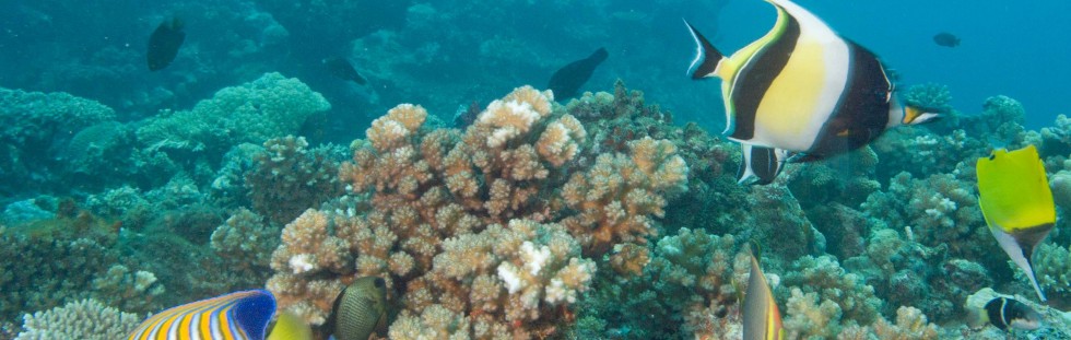 Reef Fish - Fiji
