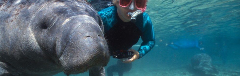 Snorkeling Manatees - Florida