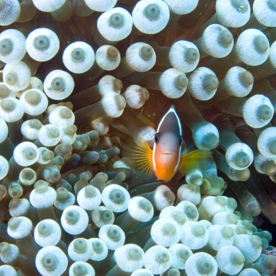 Clown Fish - Fiji