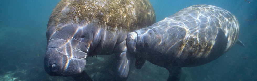 Mother and Baby Manatee - Florida