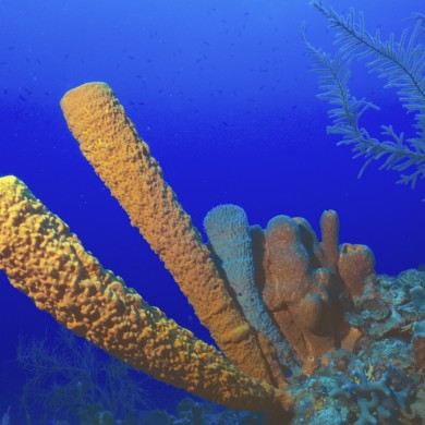 Yellow Sponge - Belize
