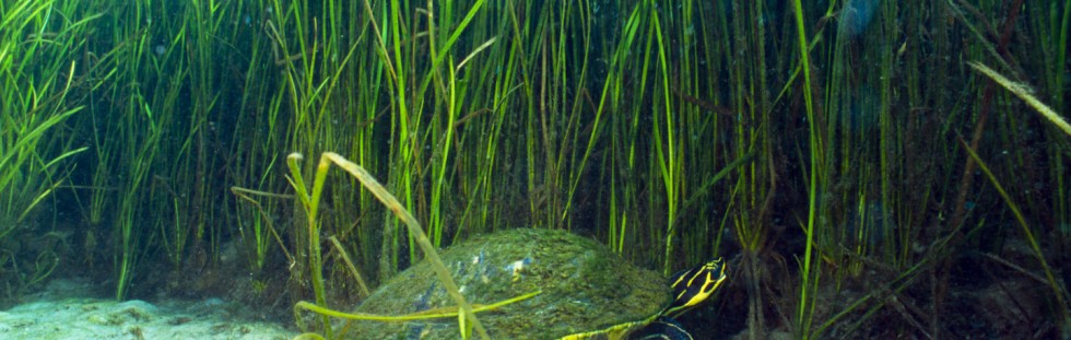 Turtles in the Rainbow River - Florida