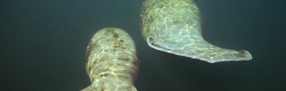 Back Manatees - Florida