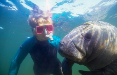 Snorkeling with Manatees - Florida