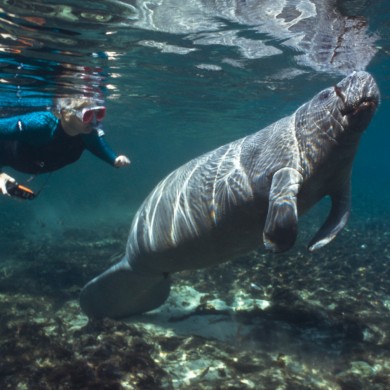 Snorkeling Manatees - Florida