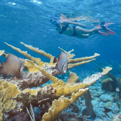 Snorkeling Corals Angelfish - Belize