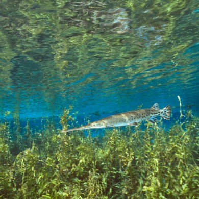 Gar Fish - Rainbow River - Florida