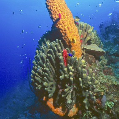 Sponge Corals - Belize