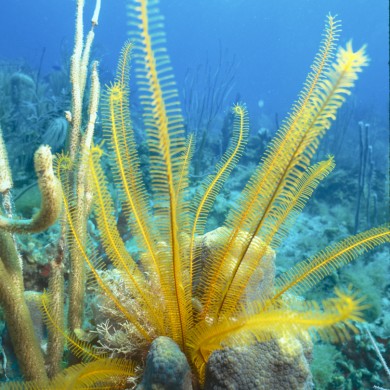 Feather Star - Belize