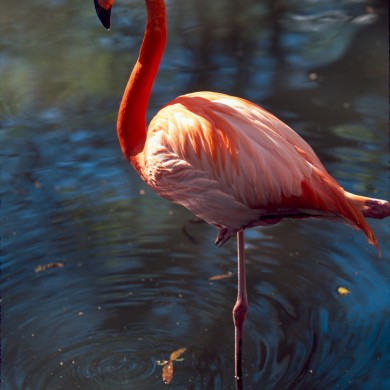 Flamingo - Florida