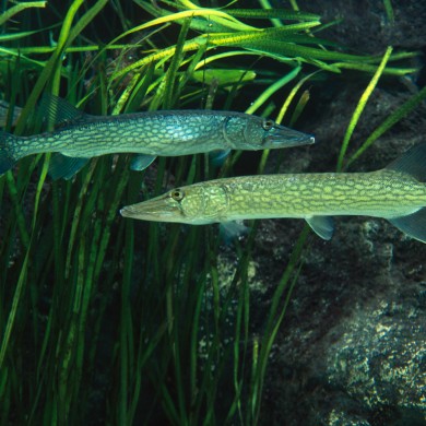 Pickerel Fish - Florida