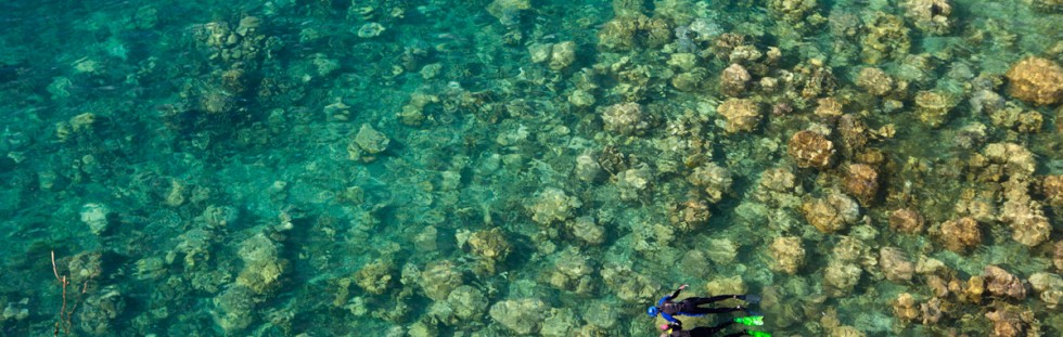 Snorkeling Shallow Reef - Palau