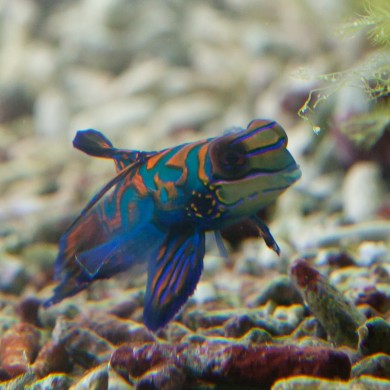 Mandarin Fish - Palau