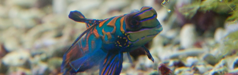 Mandarin Fish - Palau