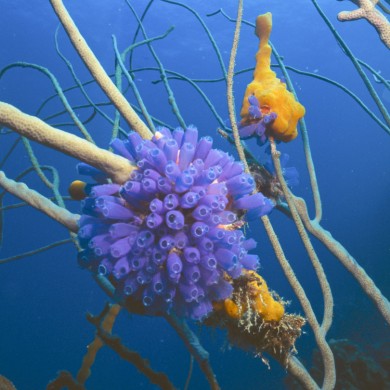 Tunicates Sponges - Belize