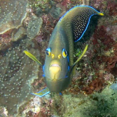 Anglefish - Philippines