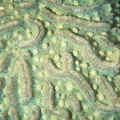 Coral Detail - Belize