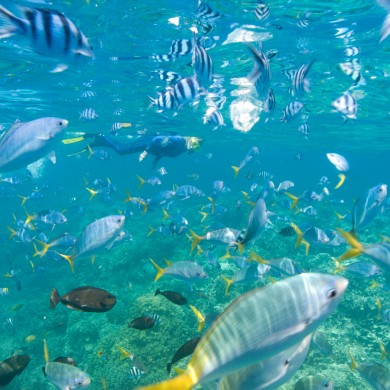 Snorkeling Fish - Palau