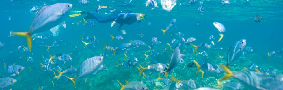 Snorkeling Fish - Palau