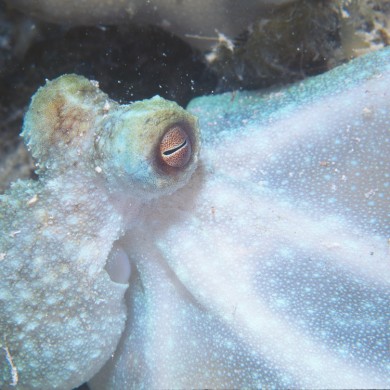 Feeding Octopus - Belize