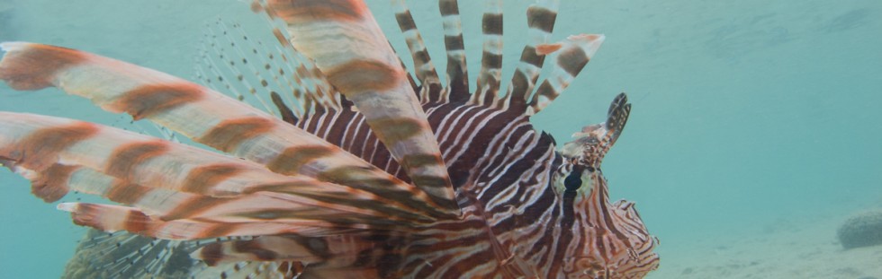 Lionfish - Palau