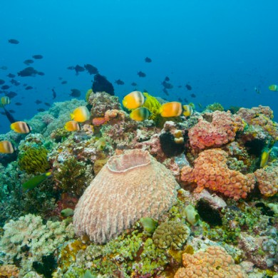 Reef - Philippines