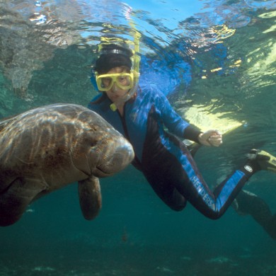 Snorkeling Manatees - Rainbow River - Florida