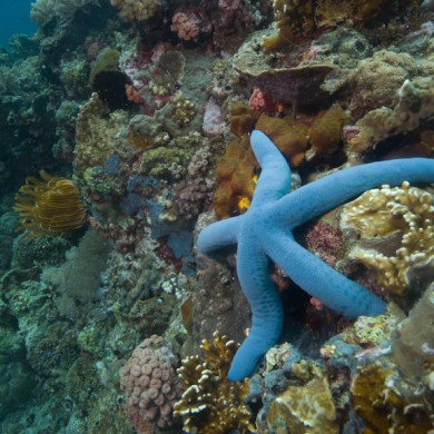 Starfish - Philippines