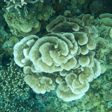Snorkeling Hard Coral - Palau