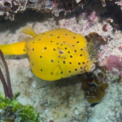 Yellow Fish - Philippines