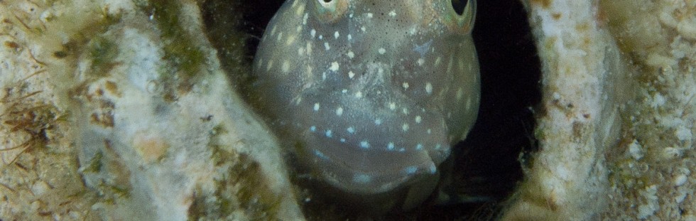 Blenny - Palau