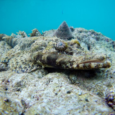 Fish - Philippines