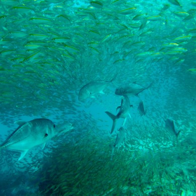 Lots of Fish - Philippines