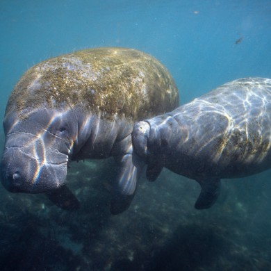 Mother Baby Manatee - Florida