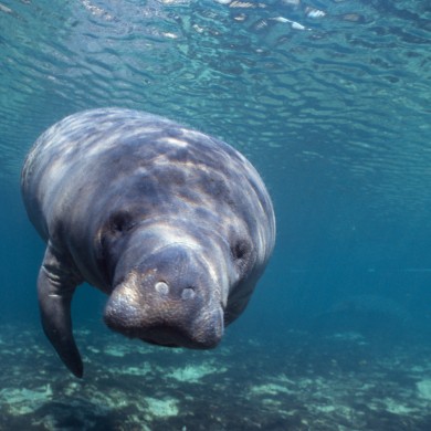 Friendly Manatee - Florida