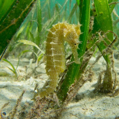 Shallow Seahorse - Philippines