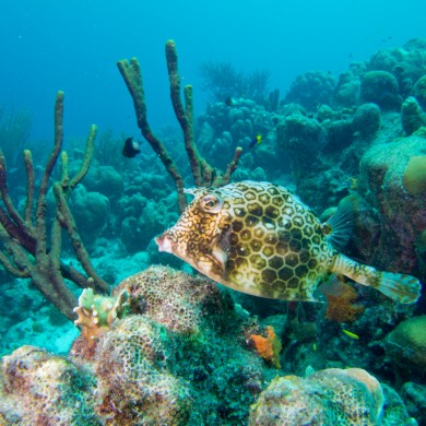 Honeycomb Cowfish - Bonaire