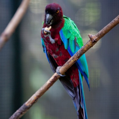 Colorful Bird - Fiji