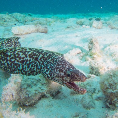 Moray Eel - Bonaire