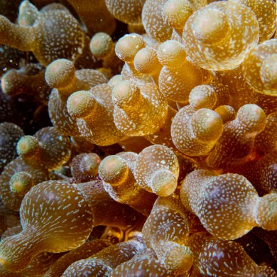 Anemone Tentacles - Philippines