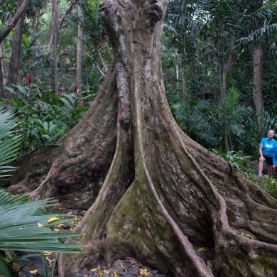 Banyan Tree - Fiji