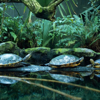 Turtles - Florida